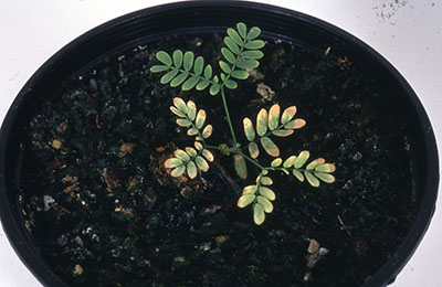 Phosphorous toxicity in Acacia seedling